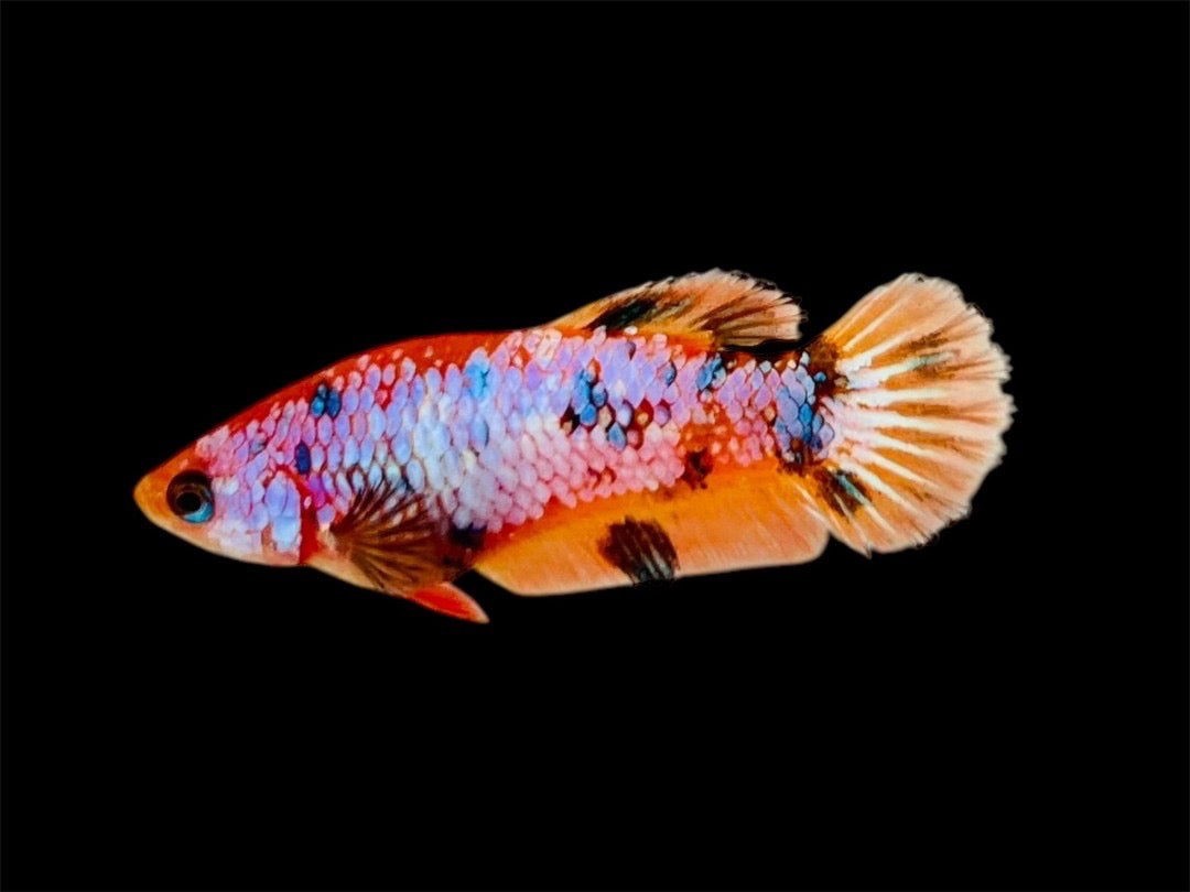 Rare Pair Koi Multicolors Betta Fish