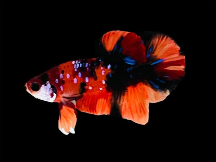 Rare Pair Koi Multicolors Betta Fish