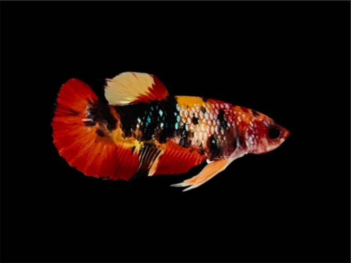 Rare Pair Koi Multicolors Betta Fish