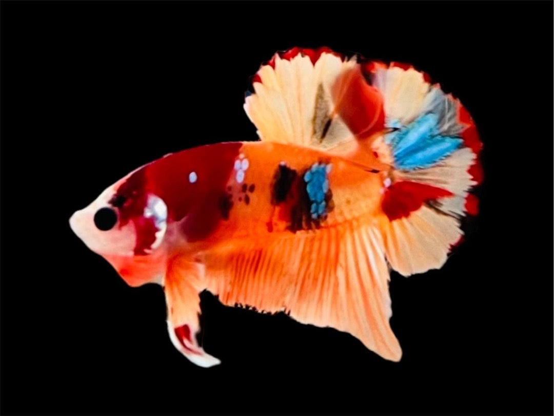 Rare Pair Koi Multicolors Betta Fish