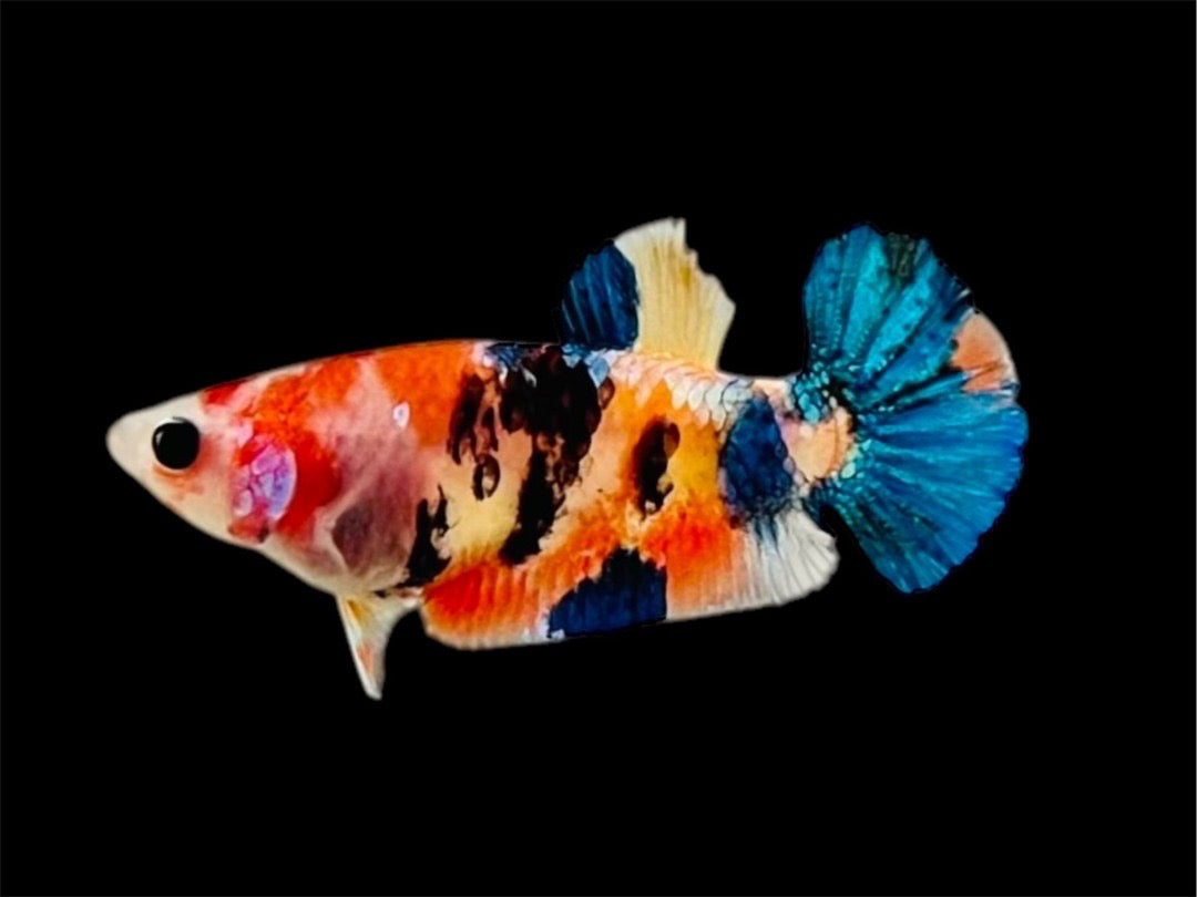 Rare Pair Koi Multicolors Betta Fish