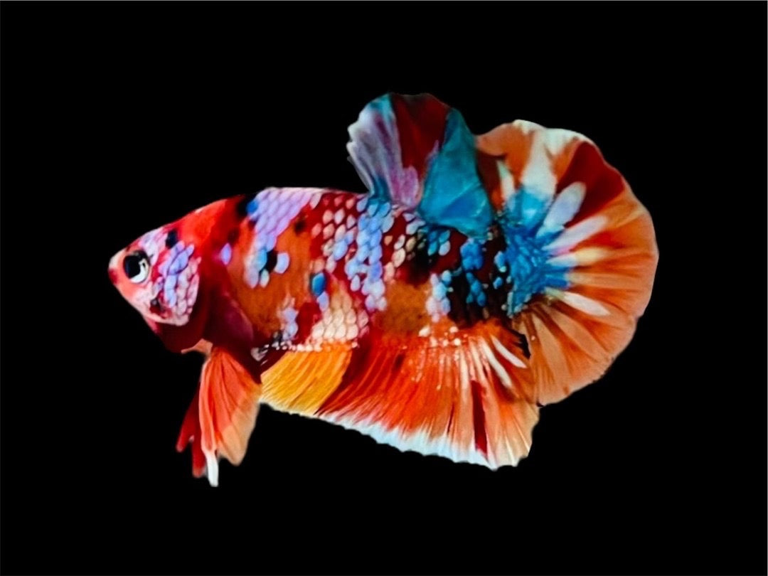 Rare Pair Koi Multicolors Betta Fish