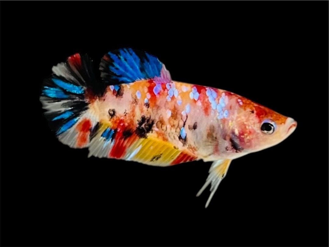 Rare Pair Koi Multicolors Betta Fish