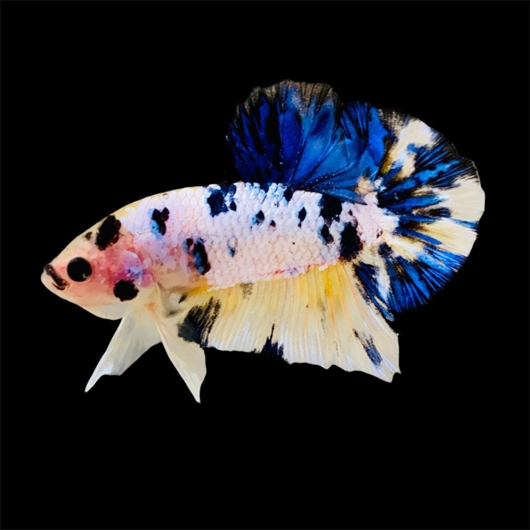 Rare Pair Blue Marble Betta Fish