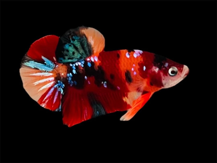 Rare Pair Koi Multicolors Betta Fish