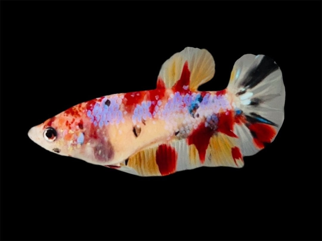 Rare Pair Koi Multicolors Betta Fish