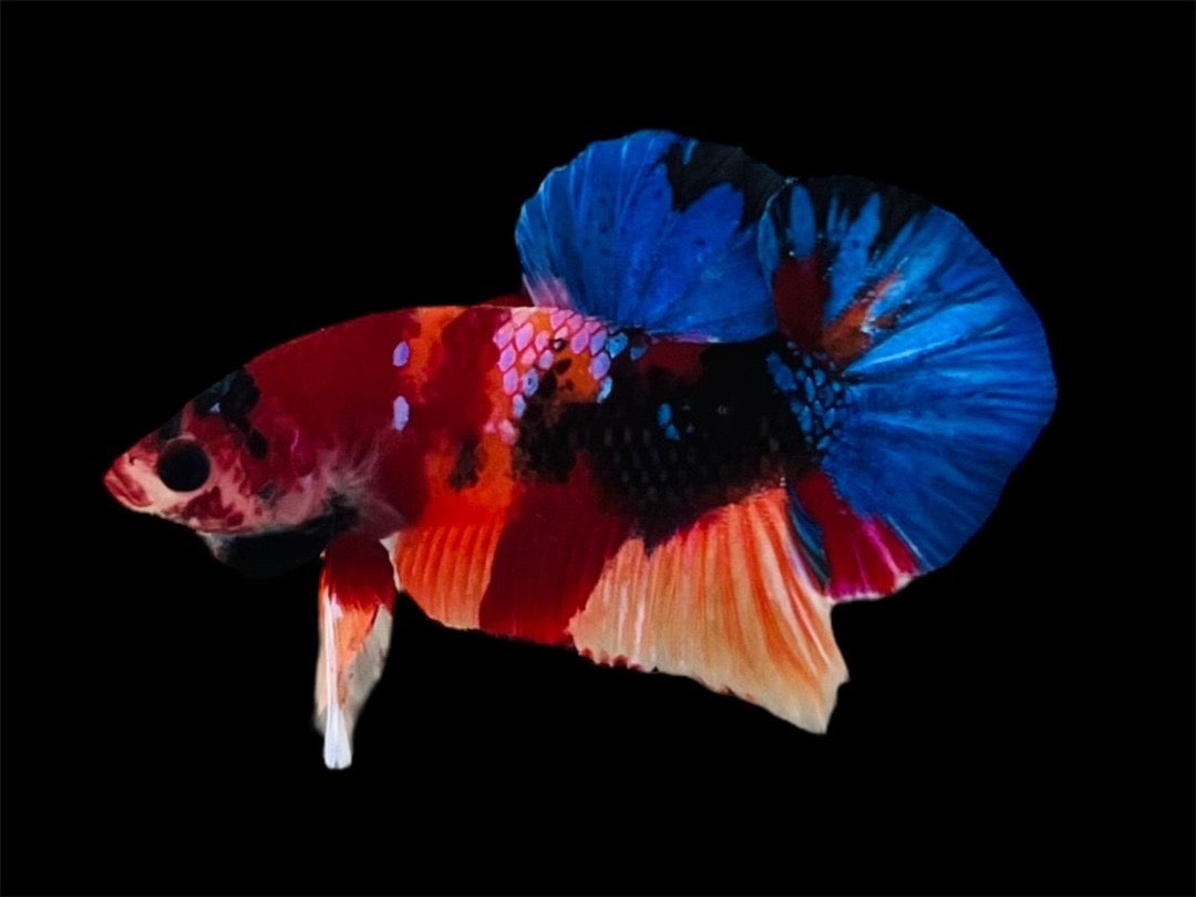 Rare Pair Koi Multicolors Betta Fish