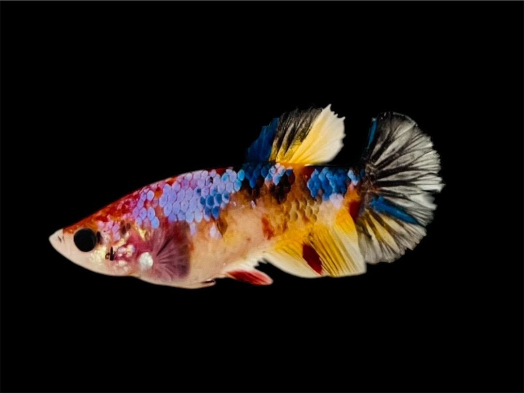 Rare Pair Koi Multicolors Betta Fish