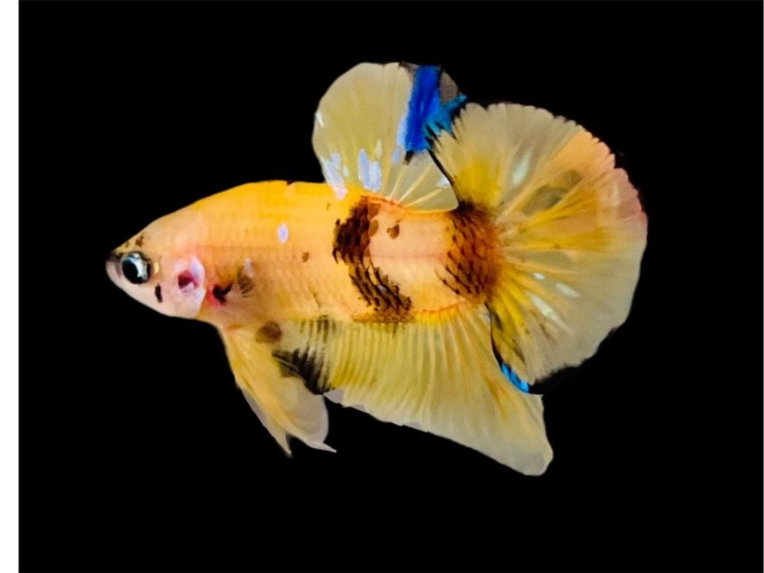 Rare Pair Yellow Tiger Betta Fish