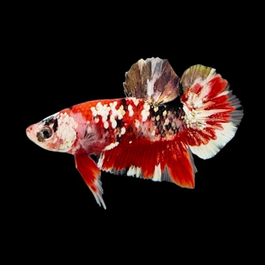 Rare Pair Red Copper Betta Fish