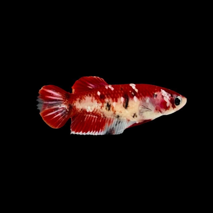 Rare Pair Red Copper Betta Fish