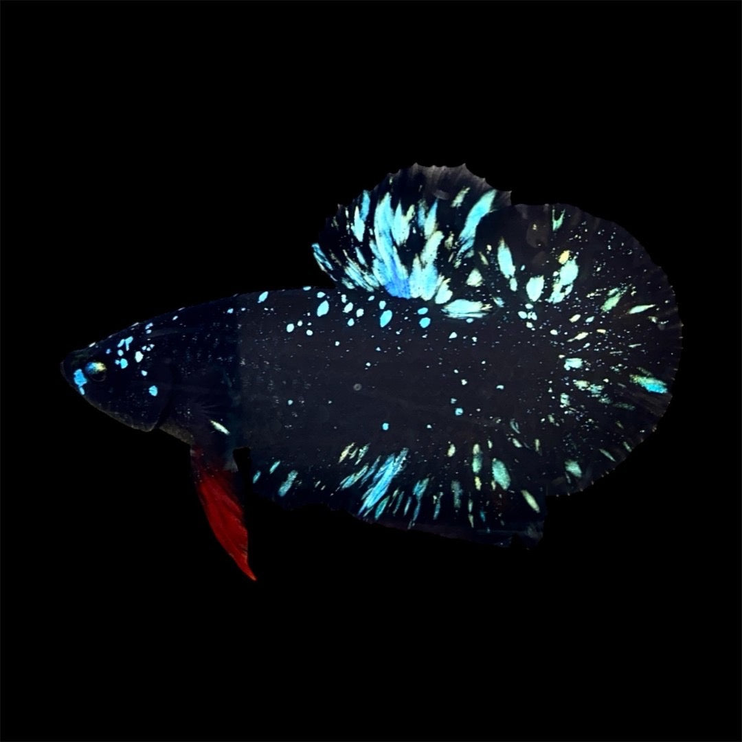 Rare Avatar Betta Fish