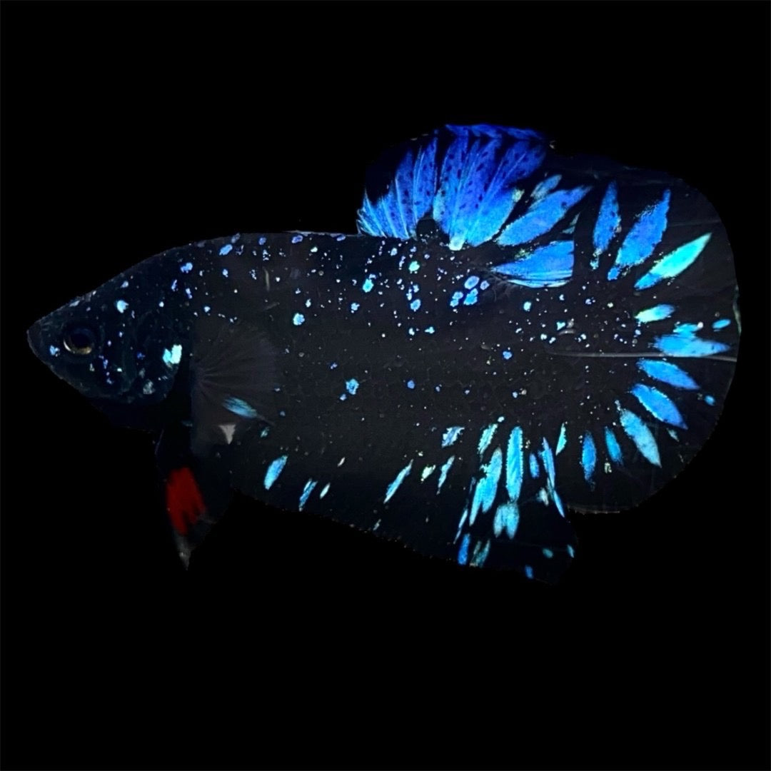 Rare Avatar Betta Fish