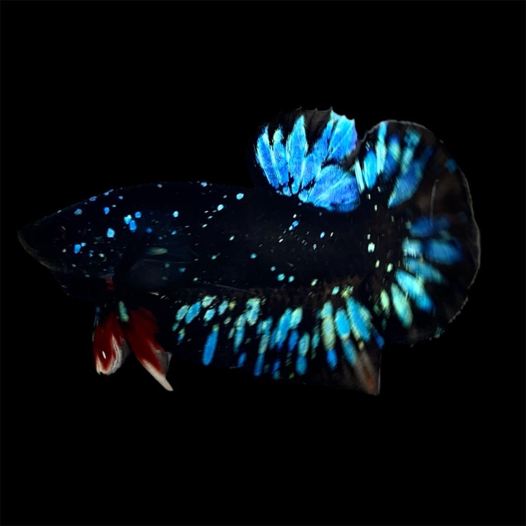 Rare Avatar Betta Fish