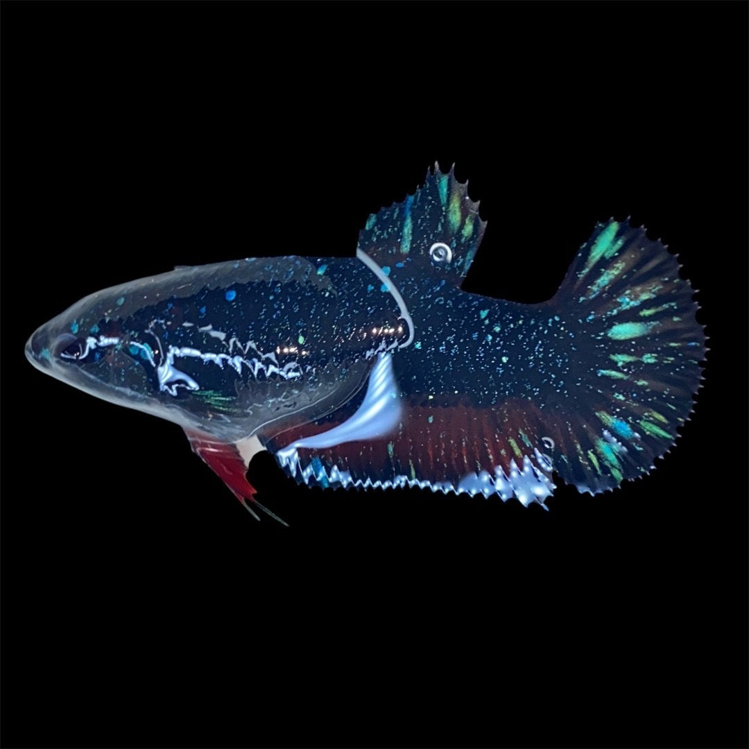 Rare Avatar Betta Fish