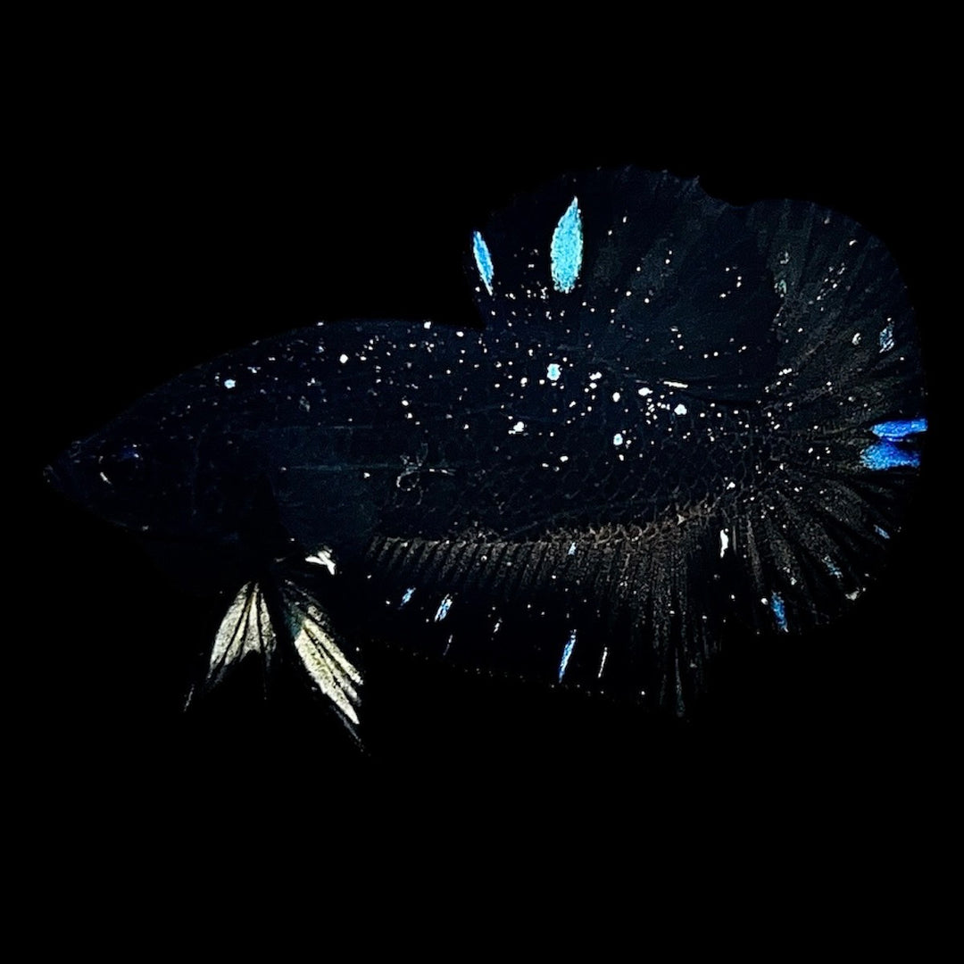 Rare Avatar Betta Fish