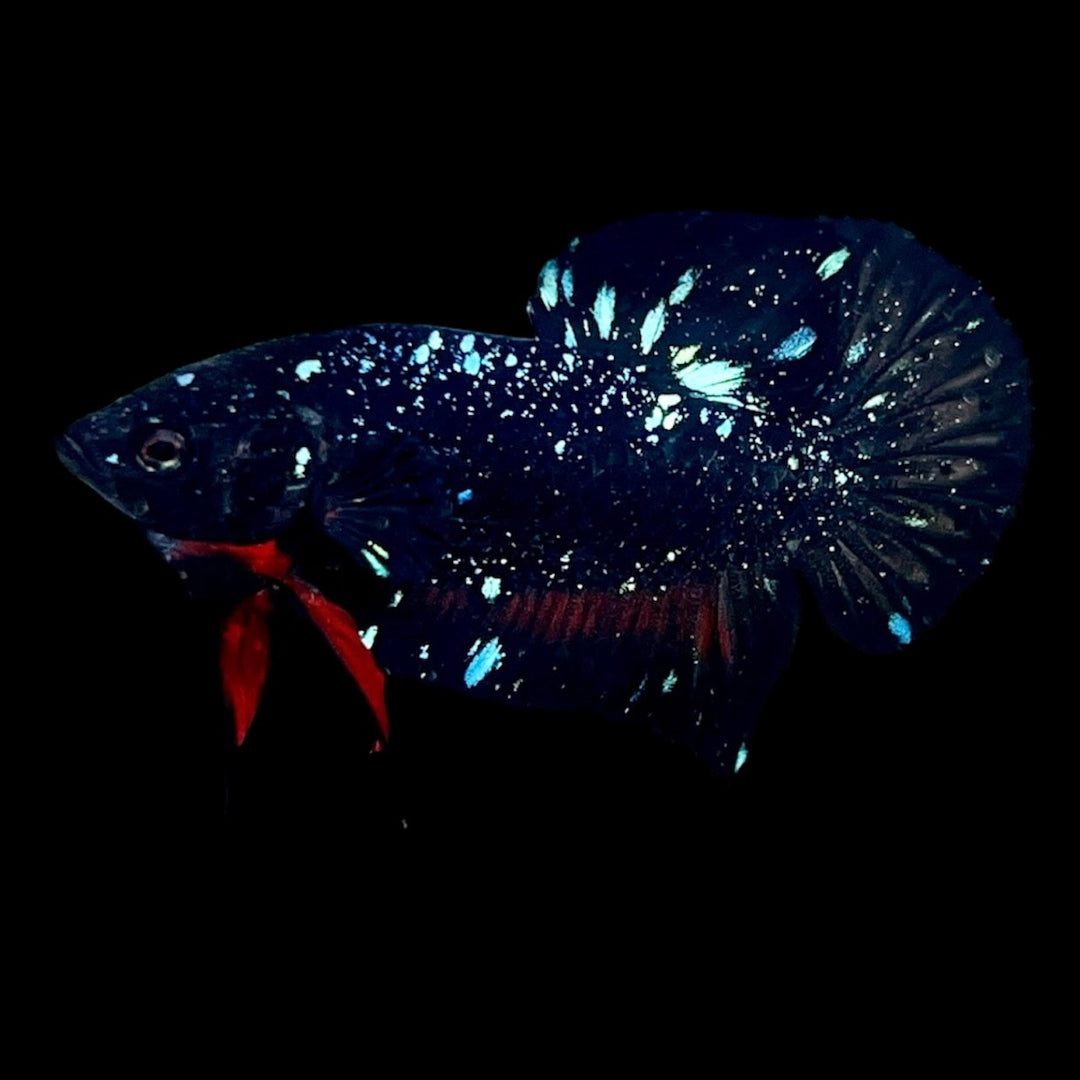Rare Avatar Betta Fish