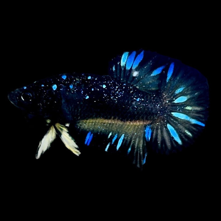 Rare Avatar Betta Fish