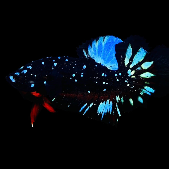 Rare Avatar Betta Fish (Male)