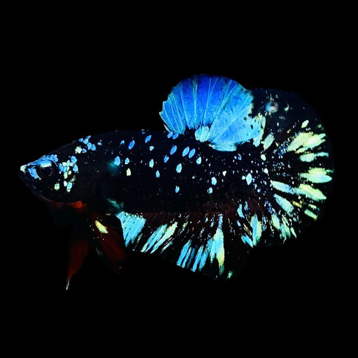 Rare Avatar Betta Fish (Male)