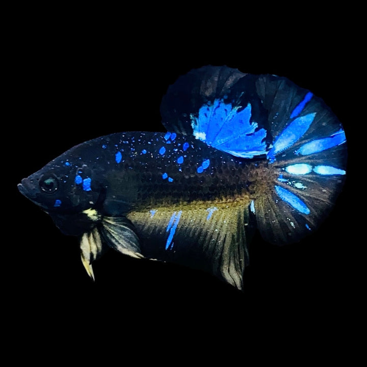 Rare Avatar Betta Fish (Male)