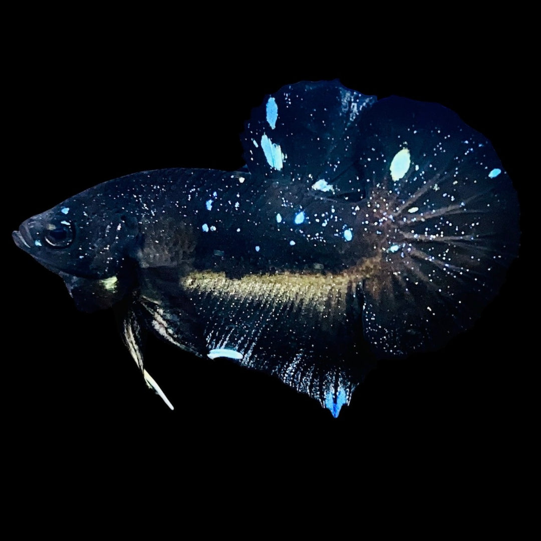 Rare Avatar Betta Fish