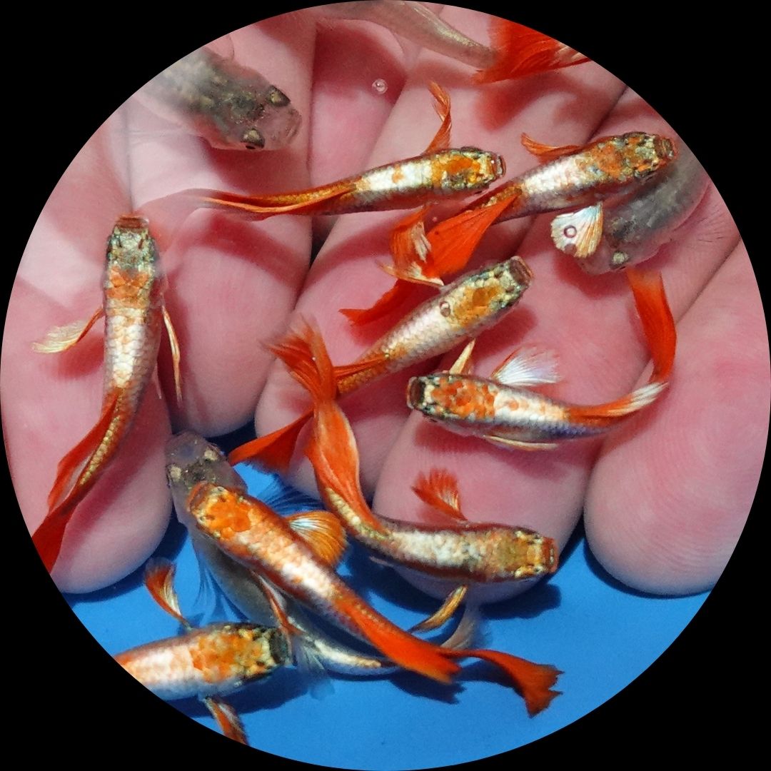 Santa Claus Red Guppy Fish