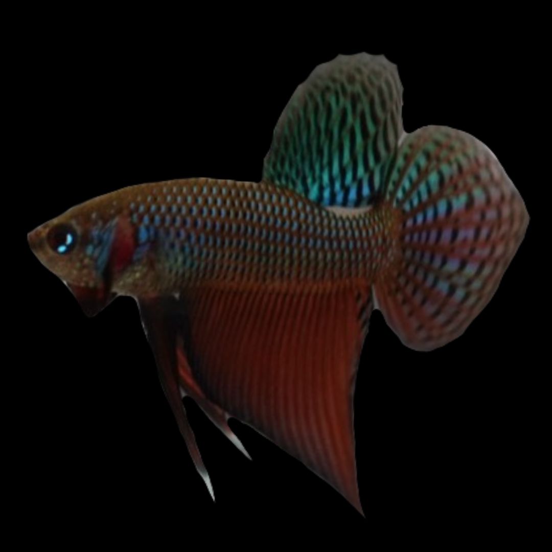 Smaragdina Guitar Spade Tail Wild Betta Fish