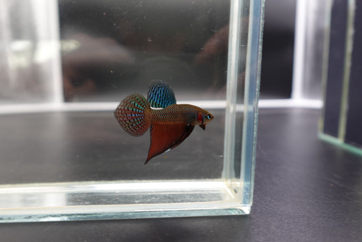 Smaragdina Guitar Spade Tail - Thailand Wild Betta (Male)