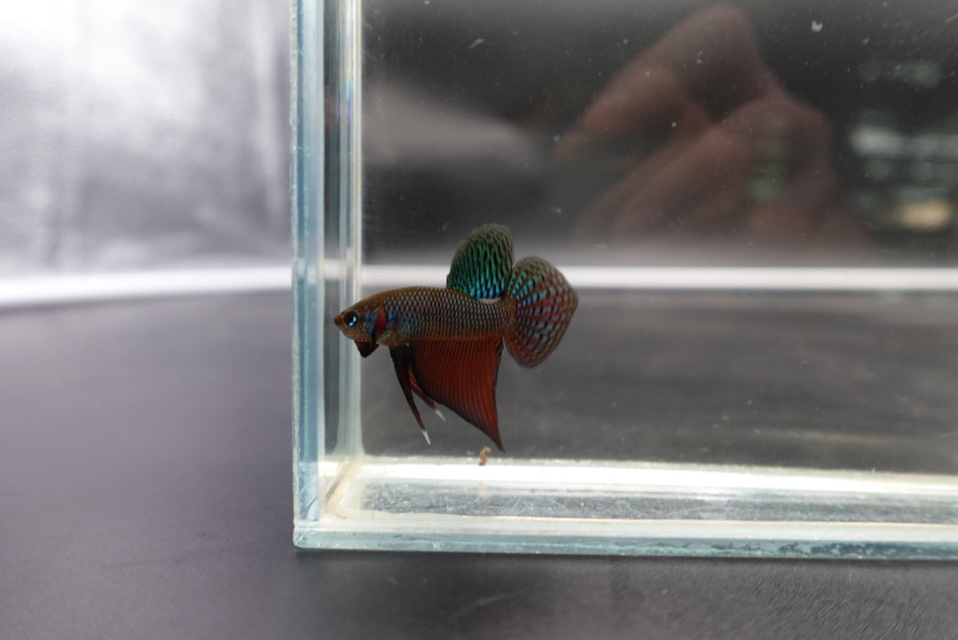 Smaragdina Guitar Spade Tail - Thailand Wild Betta (Male)