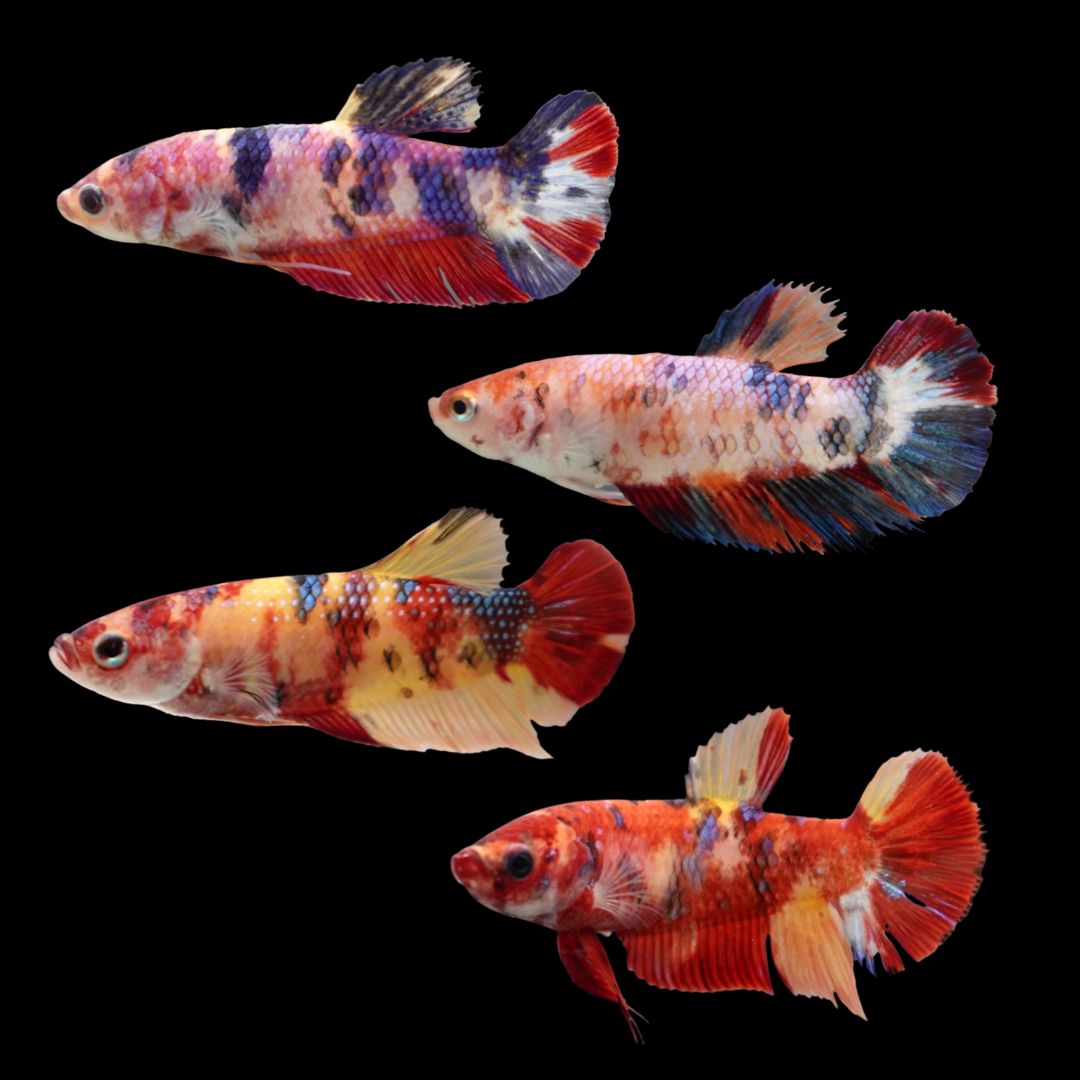 Package Mini Koi Betta Fish (Female)