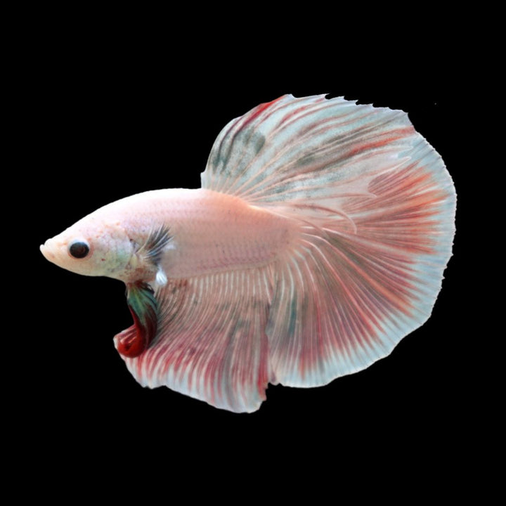 Halfmoon Cotton Candy Betta Fish