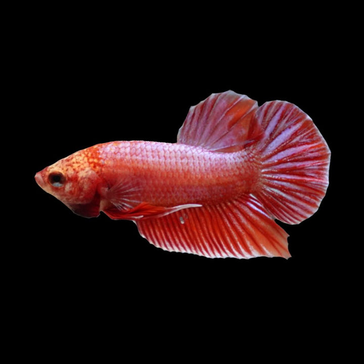 Hybrid Rose Pink Wild Betta Fish