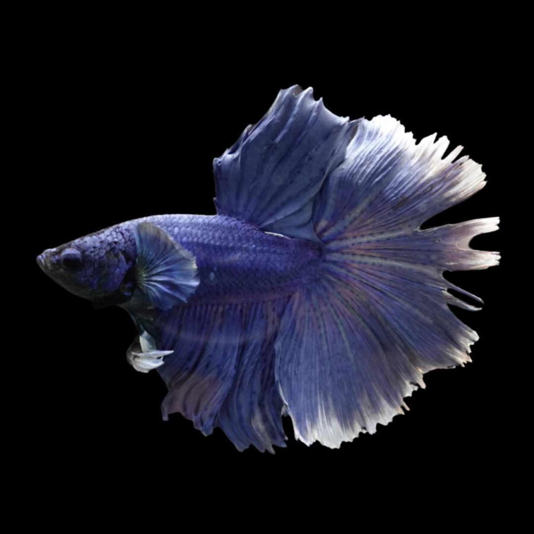 Halfmoon Indigo Blue Betta Fish