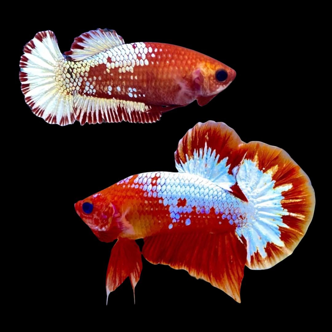 Pair Red Copper Startail Betta Fish