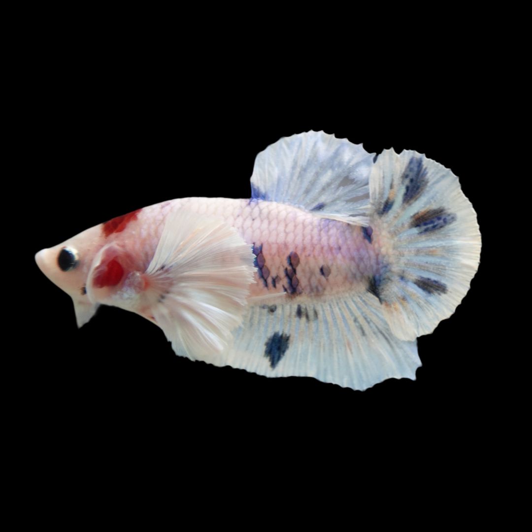 Rare Dumbo Koi Tanjo Betta Fish