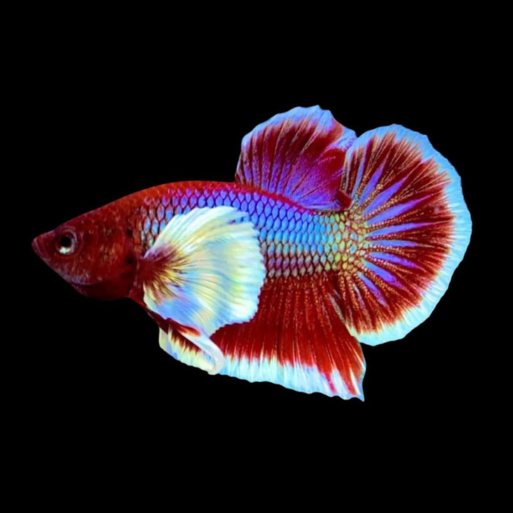 Dumbo Lavender Butterfly Betta Fish