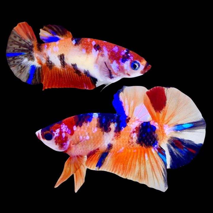 Rare Pair Koi Multicolors Betta Fish