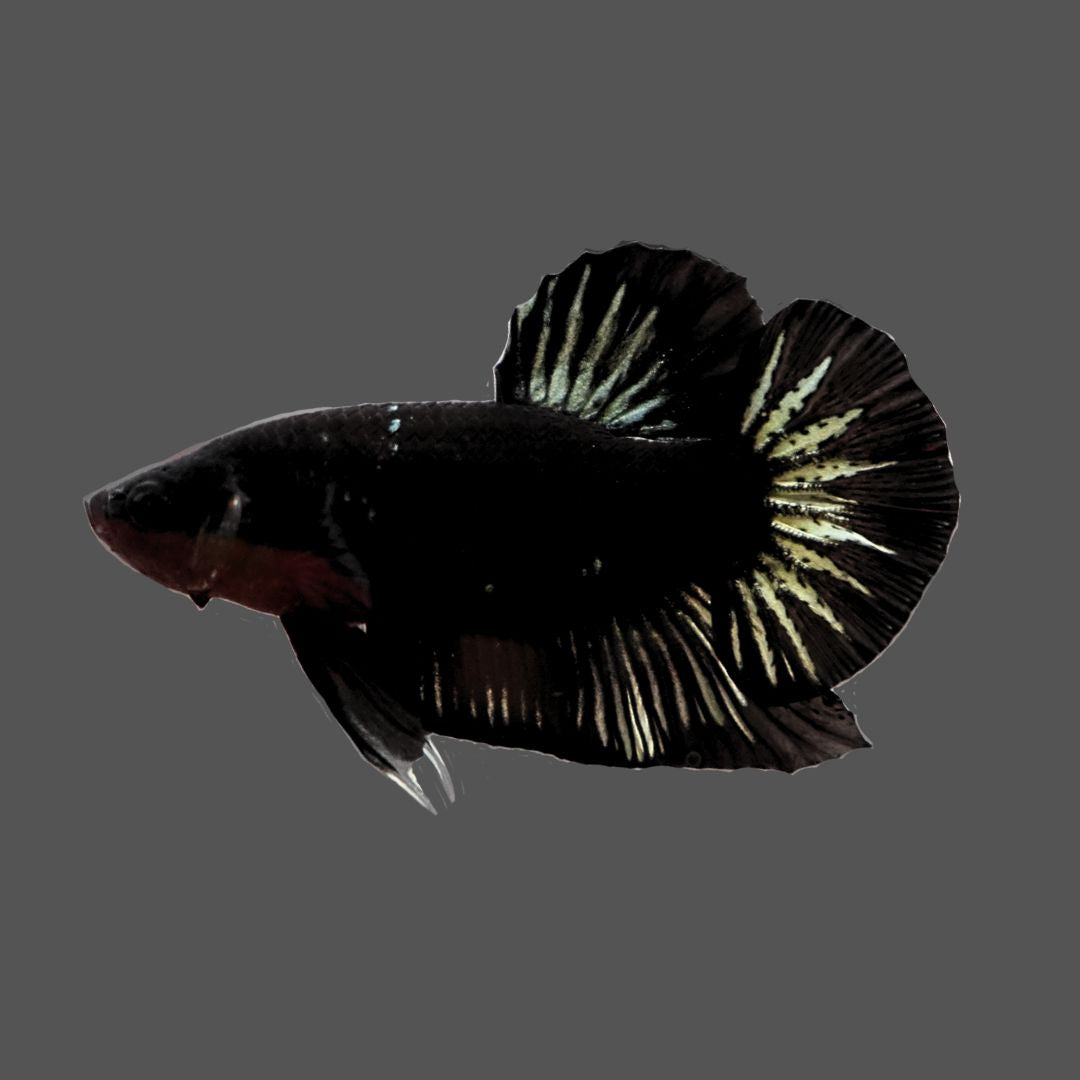 Rare Black Samurai Betta Fish
