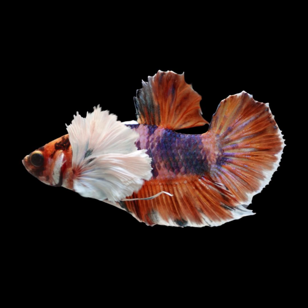 Rare Dumbo Koi Multicolors Betta Fish