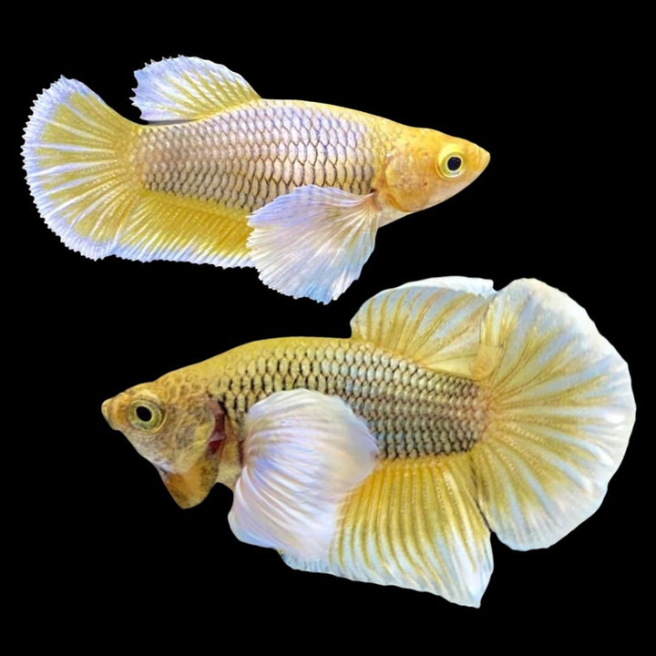 Pair Dumbo Pineapple Butterfly Betta Fish