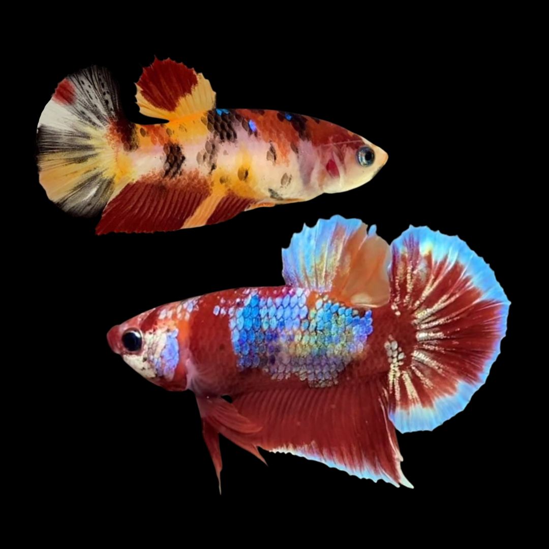 Rare Pair Koi Multicolors Betta Fish