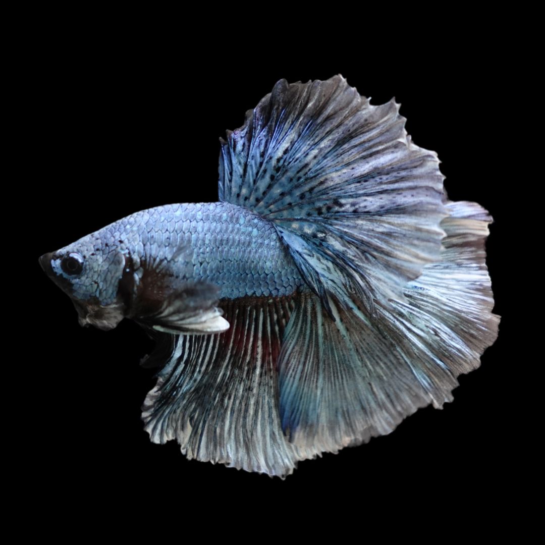 Halfmoon Copper Betta Fish