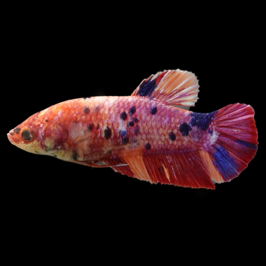 『AMAZING THAI BETTA』 Betta fish Wild Betta fish Super Green Alien Hybrid