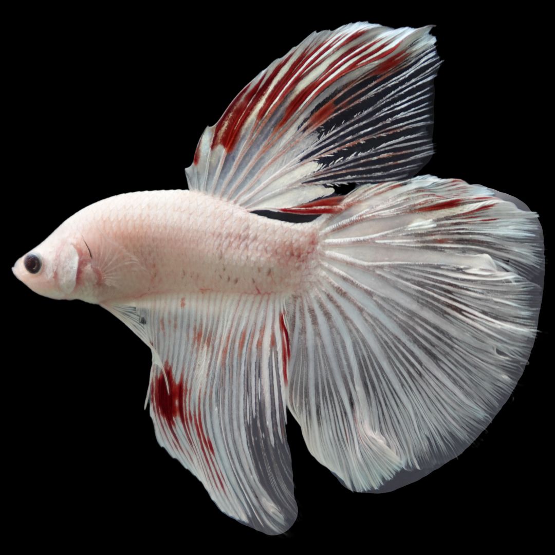 Rare Giant Halfmoon White With Red Fin Betta Fish