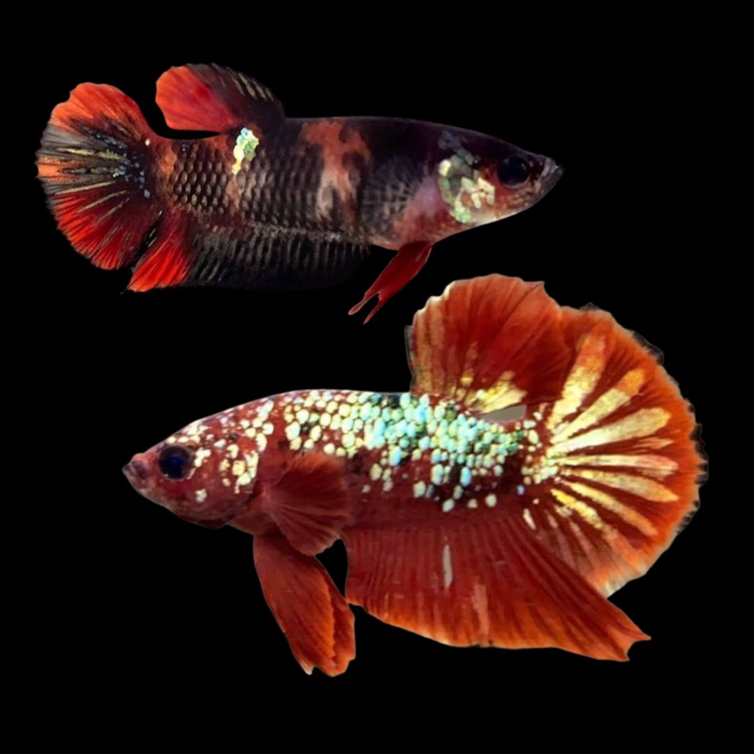 Rare Pair Red Copper Betta Fish