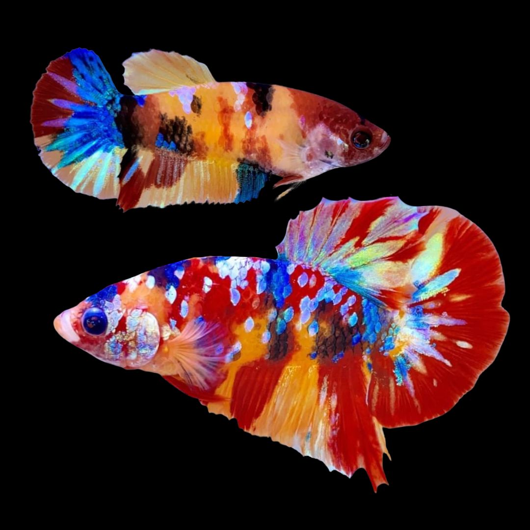 Rare Pair Koi Multicolors Betta Fish