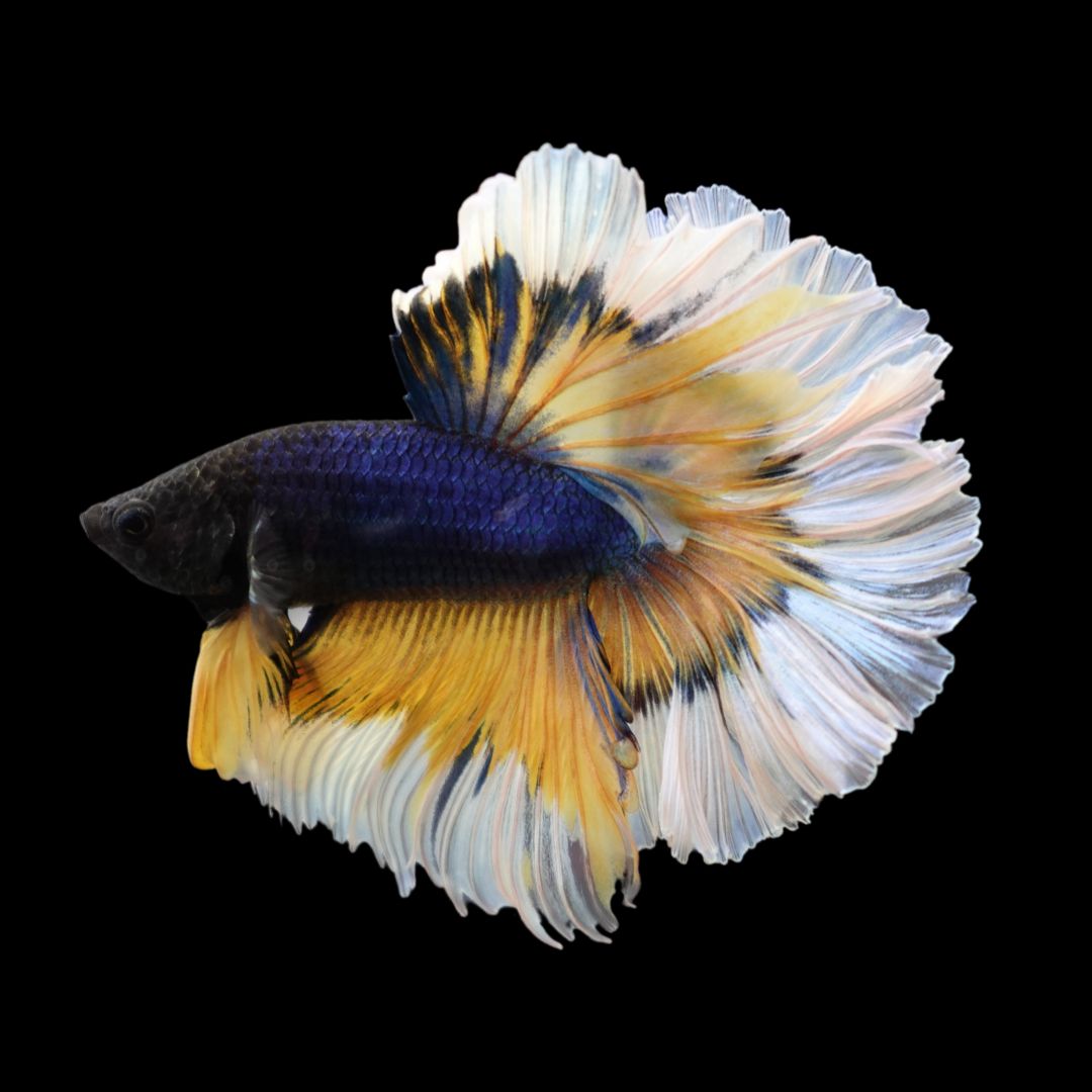 Halfmoon Mustard Butterfly Betta Fish