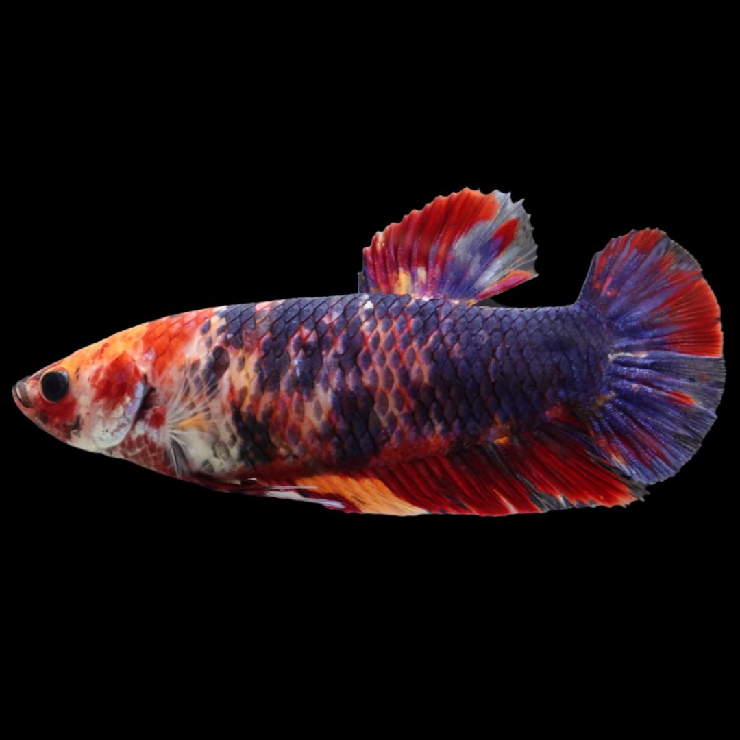 Rare Super Giant Koi Multicolors Betta Fish