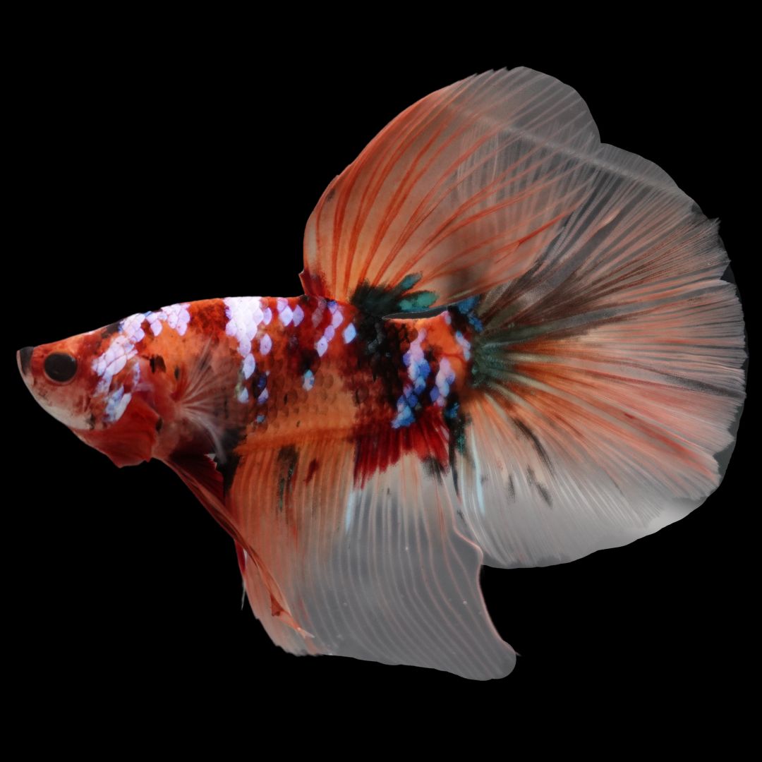 Rare Giant Halfmoon Nemo Betta Fish